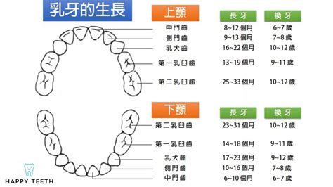 大牙牙齒|對於牙齒介紹你認識多少？認識牙齒以及牙齒構造｜快 